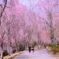 しだれ桜のカーテン