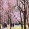 しだれ桜の並木道