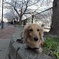 大岡川沿いに続く桜プロムナード