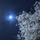 葵月と桜
