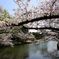 桜と池