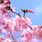 青空と桜