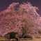 桜と2人の時間