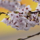 2025F1日本GP 桜でおもてなし