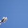 通勤途中に見上げた桜。