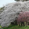 桜さくら