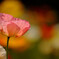 4月の扉✿Poppy