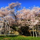 満開の校庭桜