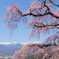 栖林寺の枝垂れ桜