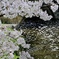 花筏流れる小川