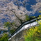 海禅寺の桜と菜の花