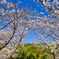 桜のARCH☆