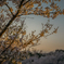 夕方桜