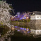 公園の桜満開②