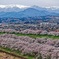 眺望千本桜