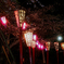 夜桜