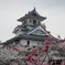 桜咲く長浜城