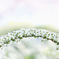 花のアーチ