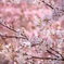 桜の香