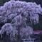 花紫の巨人