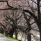 一目千本桜②