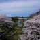 桜と噴水