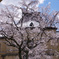 京都府庁旧本館の枝垂れ桜