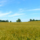 Wheat