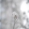 花霞そして舞櫻