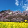 花見山の春