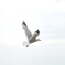 Fly