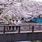 桜日和