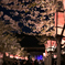 夜桜