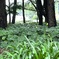 日陰植物がしげる森