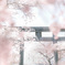 sakurabiyori…✿.*・