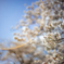 桜 - 夢見心地 １