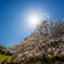 桜 - 夢見心地２