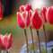 家族の時間✿TULIP