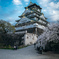 大阪城と桜