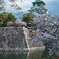 大阪城の桜