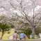 桜の下のひととき