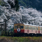 小湊鉄道と桜