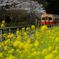 小湊鉄道と菜の花