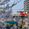 京急と桜①