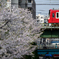 京急と桜②