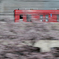 京急と桜③