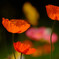 春風に吹かれて✿Poppy