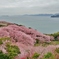 第三千九百二十八作　「桜舞ひふる　島から島へ」　愛媛県大西