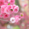 春色