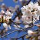 公園の桜